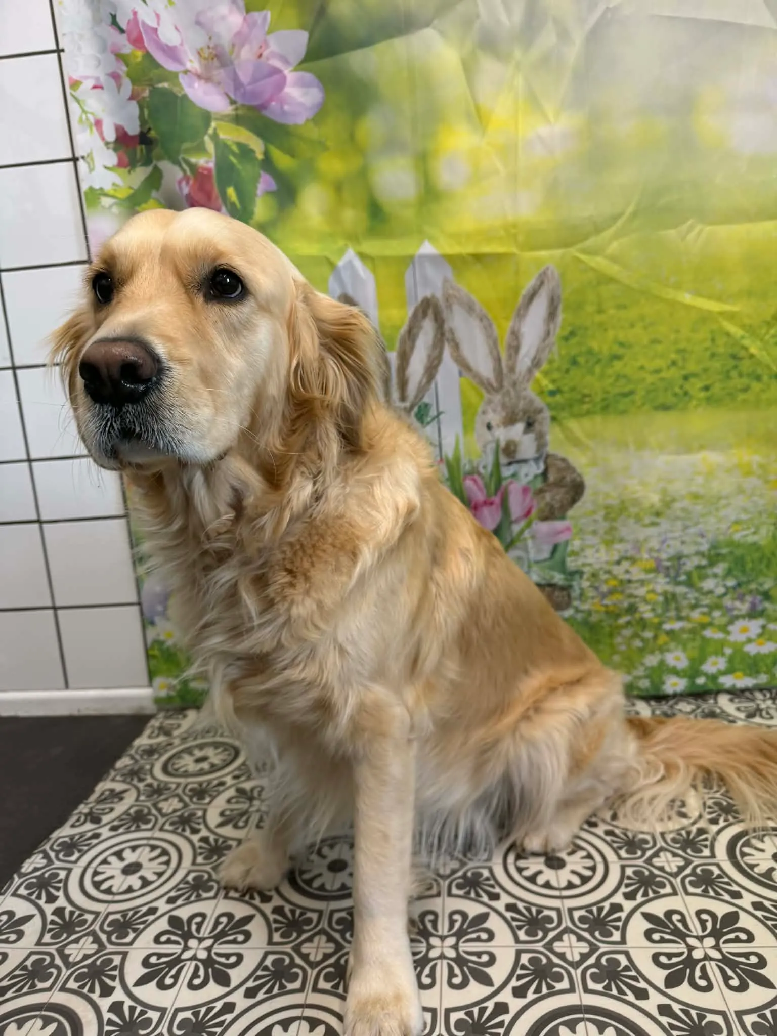 Golden Retriever before grooming
