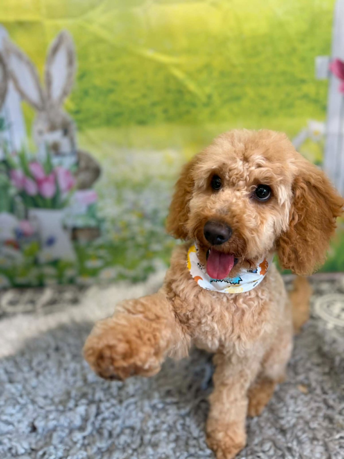 Dog after grooming